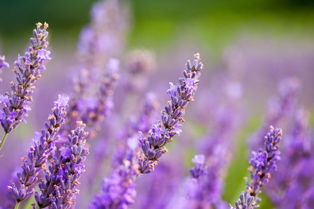 close up of lavender flowerの写真素材