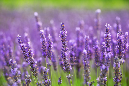 close up of lavender flowerの写真素材