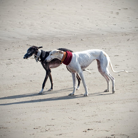Two greyhound dogs on the beach