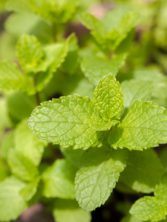 Fresh mint herb growing on the gardenの写真素材