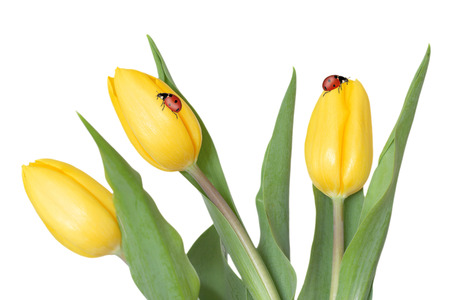 Three yellow tulips and ladybugs isolated on white backgroundの写真素材