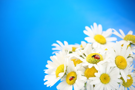Daisies and ladybugs over blue backgroundの写真素材