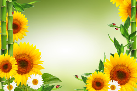 Spring floral background with ladybugs and copyspaceの写真素材