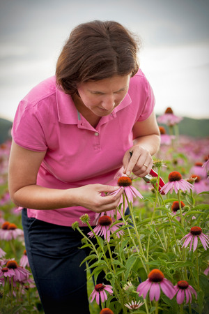 Real farmer woman in coneflower fieldの写真素材