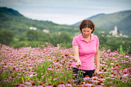 Real farmer woman in coneflower fieldの写真素材