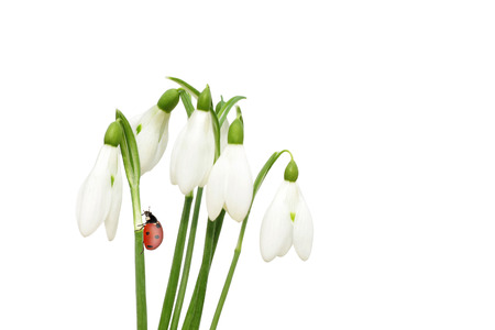 Snowdrop flowers and ladybird isolated on whiteの写真素材