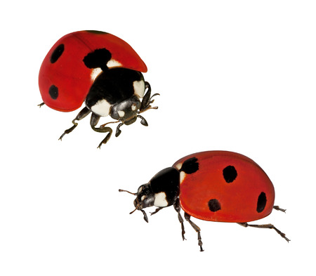 Ladybugs isolated on white backgroundの写真素材