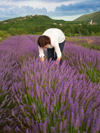 Woman in the middle of lavender field harvestingの写真素材