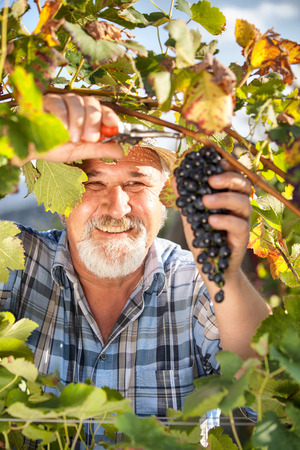 Senior Man Harvesting Grapes in the Vineyardの写真素材