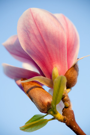 Beautiful magnolia blossom in evening sunの写真素材