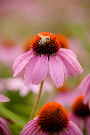 Coneflowers echinacea flowerの写真素材