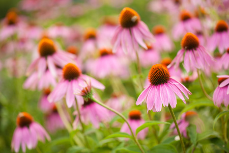 Coneflowers echinacea flowerの写真素材
