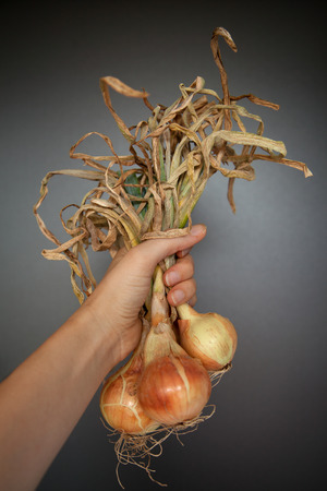 Home grown onions with leaves in female handの写真素材