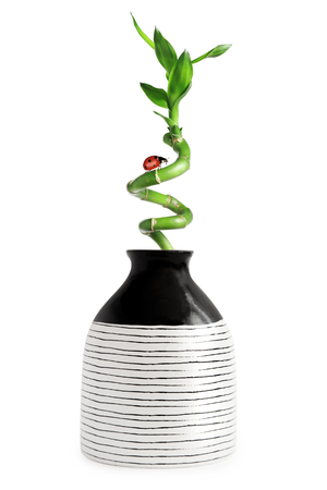 Striped white vase with bamboo branch isolated on whiteの写真素材