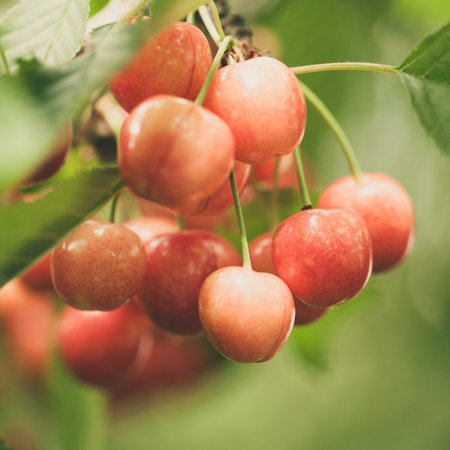 Almost ripe cherries on cherry tree branch