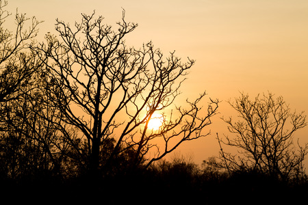 Leafless trees in winter  at sunsetの写真素材