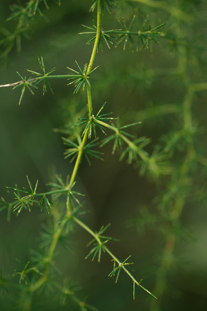 Wild asparagus plant at winterの写真素材
