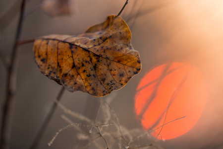 Leaf of smoke tree in winter at sunsetの写真素材
