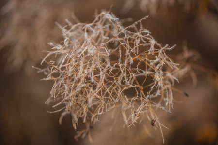 Flower of smoke tree in winter