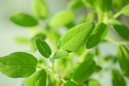 Close up of green sage leaves in the kitchenの写真素材