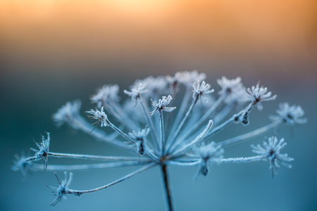 Close up of frozen plant in early morningの写真素材