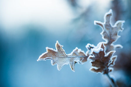 Close up of frozen plant in early morningの写真素材