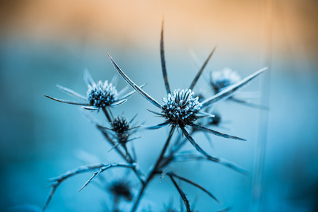 Close up of frozen plant in early morningの写真素材