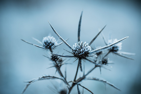 Close up of frozen plant in early morningの写真素材