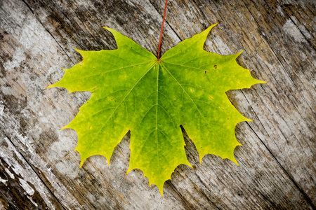 Green maple leaf on wooden background