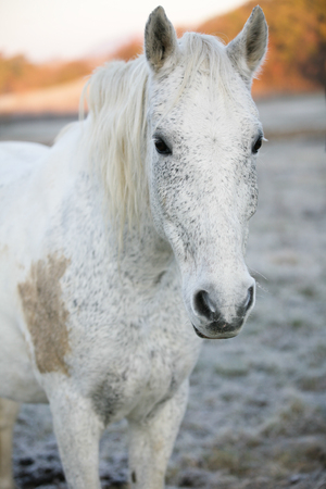 White horse in early morning in winterの写真素材
