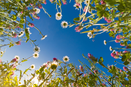 Meadow wild flowers against blue sky from groundの写真素材