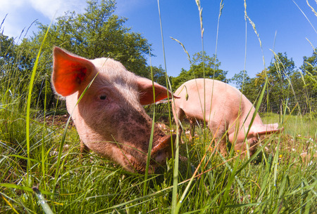 Cute pigs grazing at summer meadow under blue sky. Organic agriculture natural backgroundの写真素材