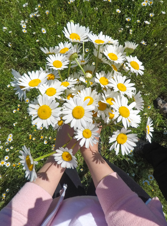 Overhead photos of female hands holding bunch of daisiesの写真素材