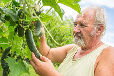 Real senior farmer in his home garden checking the vegetablesの写真素材
