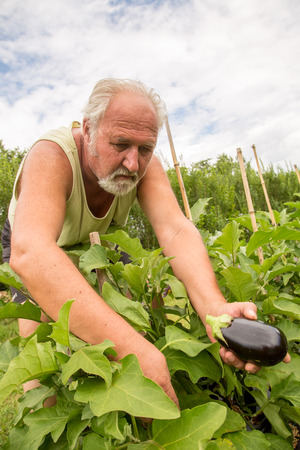 Real senior farmer in his home garden checking the vegetablesの写真素材