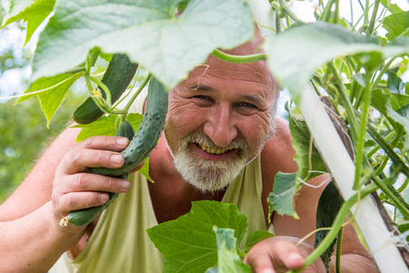 Real senior farmer in his home garden checking the vegetablesの写真素材