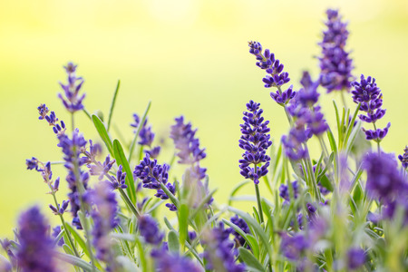 Close up of bunch of lavander flowers in blossomの写真素材