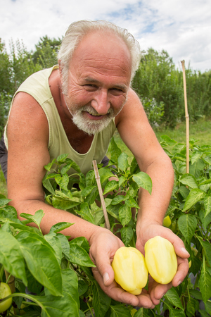 Real senior farmer in his home garden checking the vegetablesの写真素材
