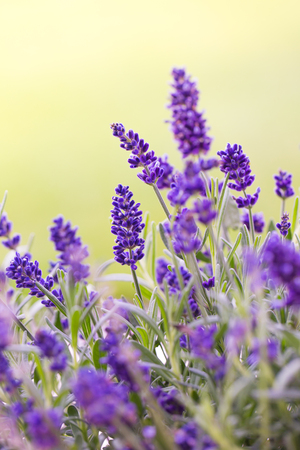 Close up of bunch of lavander flowers in blossomの写真素材