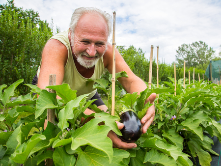 Real senior farmer in his home garden checking the vegetablesの写真素材