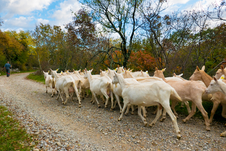 Herd of goats going on a walk with shepherdの写真素材