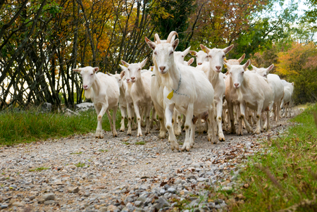 Herd of goats going on a walk with shepherdの写真素材