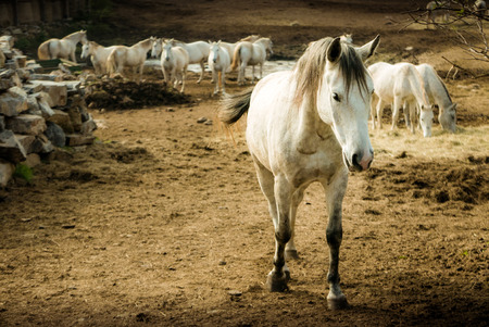 Lipizaner horse approaching in the farmの写真素材