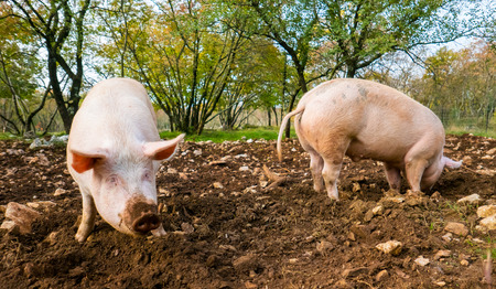 Free range pigs digging food in the dirtの写真素材