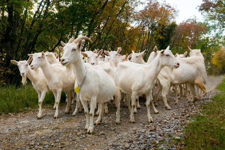 Herd of goats going on a walk with shepherdの写真素材
