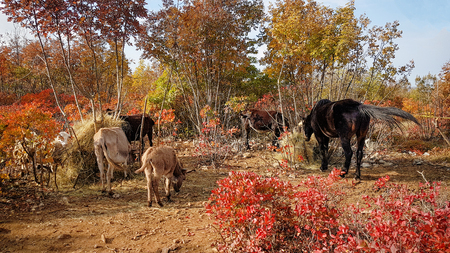 Farm animals grazing hay in beautiful autumn natureの写真素材