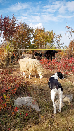 Dog watching over farm animals in beautiful autumn natureの写真素材