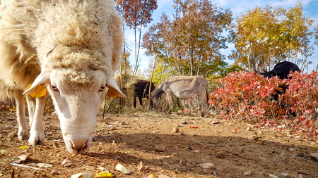 Farm sheep grazing hay in beautiful autumn natureの写真素材