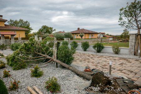 Pine tree fallen on the ground due to strong windの写真素材