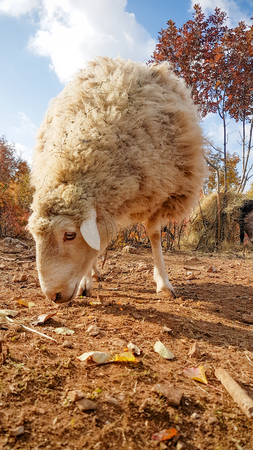 Free range sheep grazing hay in autumn natureの写真素材